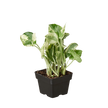 Pothos 'N'joy'