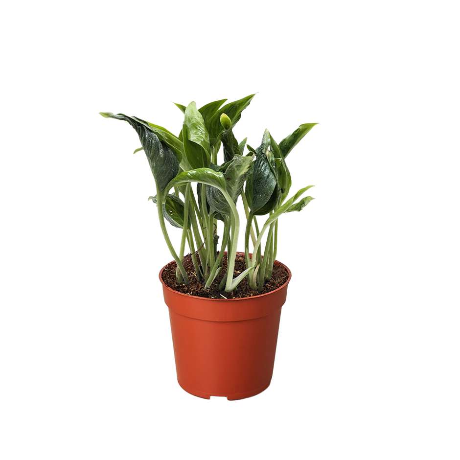 Pothos 'Shangri La'