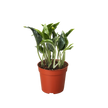Pothos 'Shangri La'