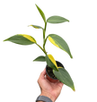 Scindapsus 'Coriaceus'