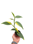 Scindapsus 'Coriaceus'