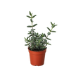 Delosperma echinatum 'Pickle Plant'