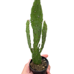 Drooping Prickly Pear Cactus