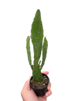 Drooping Prickly Pear Cactus