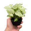 Syngonium 'Moonshine'