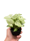 Syngonium 'Moonshine'