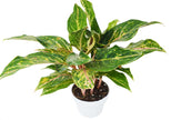 Chinese Evergreen 'Sparkling Sarah' - 6