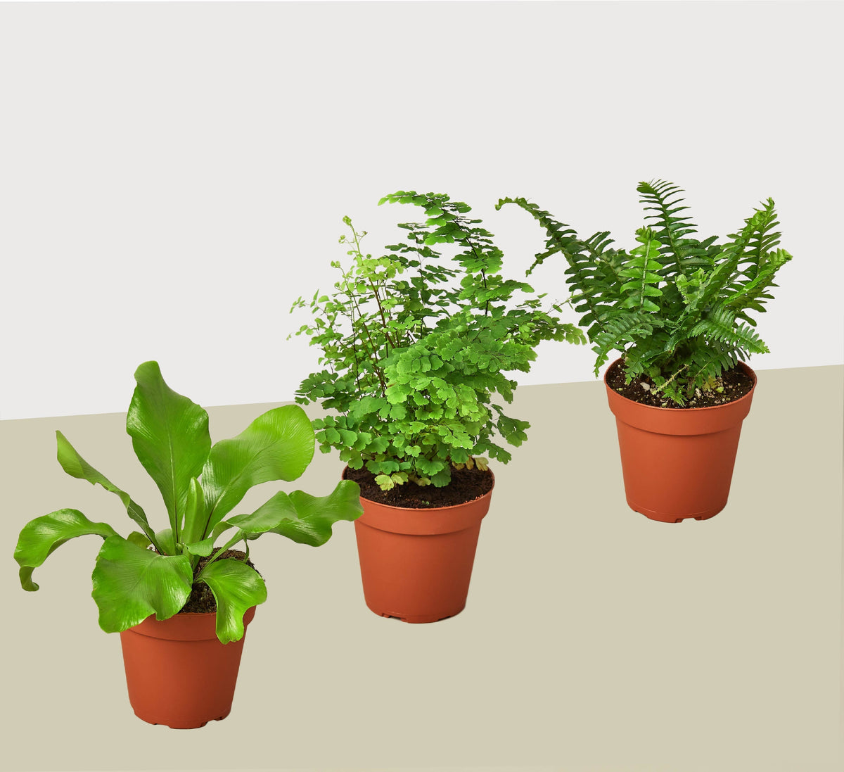 3 Fern Variety Pack - Live Plants - 4