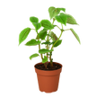 Pilea 'Moon Valley' - 4