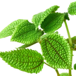 Pilea 'Moon Valley' - 4