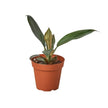 Philodendron 'Black Cardinal' - 4
