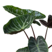 Alocasia 'Ebony'
