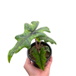 Alocasia 'Jacklyn'