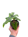 Alocasia 'Jacklyn'