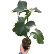 Alocasia 'Mickey Mouse' (Xanthosoma sagittifolium 'Variegatum Monstrosum')