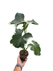 Alocasia 'Mickey Mouse' (Xanthosoma sagittifolium 'Variegatum Monstrosum')