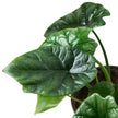 Alocasia 'Mirror Face' - 4