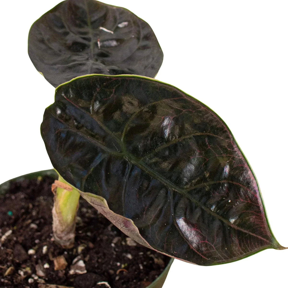 Alocasia 'Red Mambo' - 4