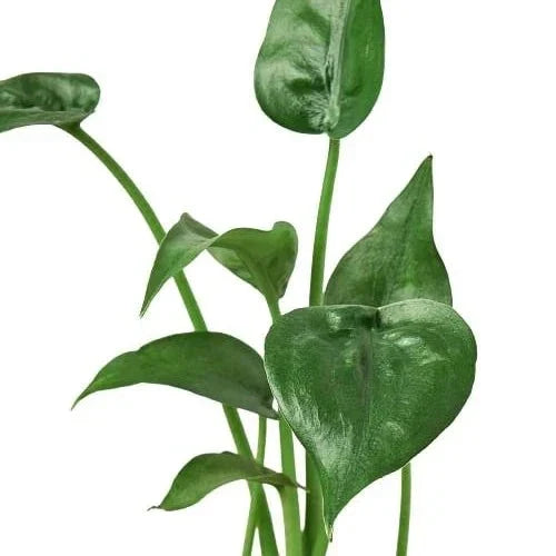 Alocasia 'Tiny Dancer' - 4