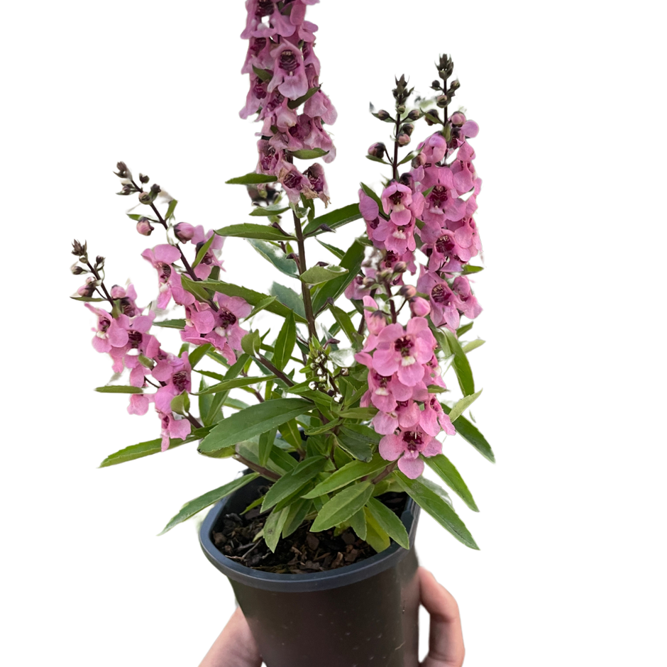 Angelonia