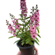 Angelonia