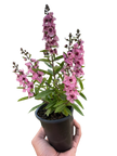 Angelonia