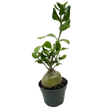 Ant Plant