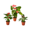 3 Anthurium Variety Pack- All Different Colors - 4
