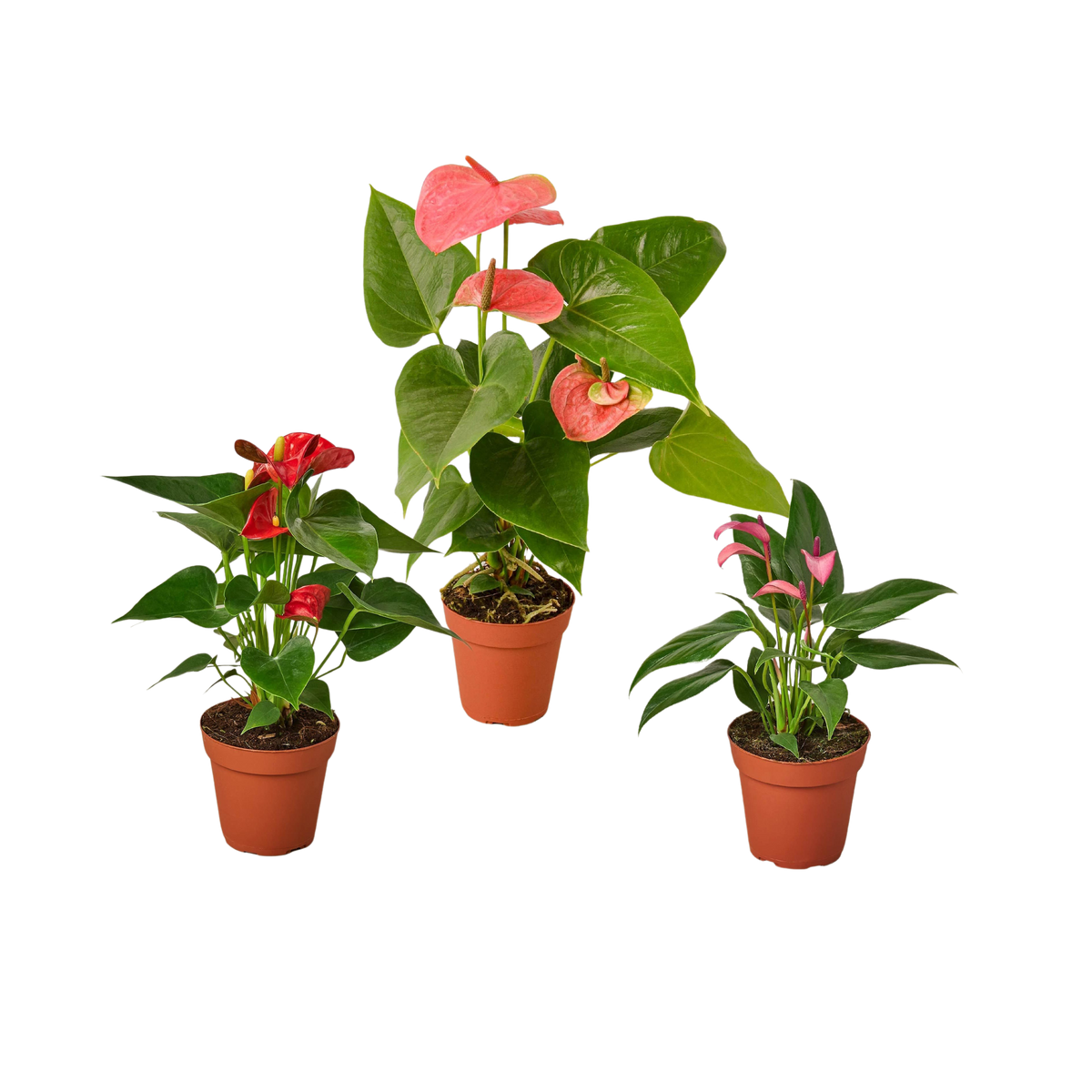 3 Anthurium Variety Pack- All Different Colors - 4