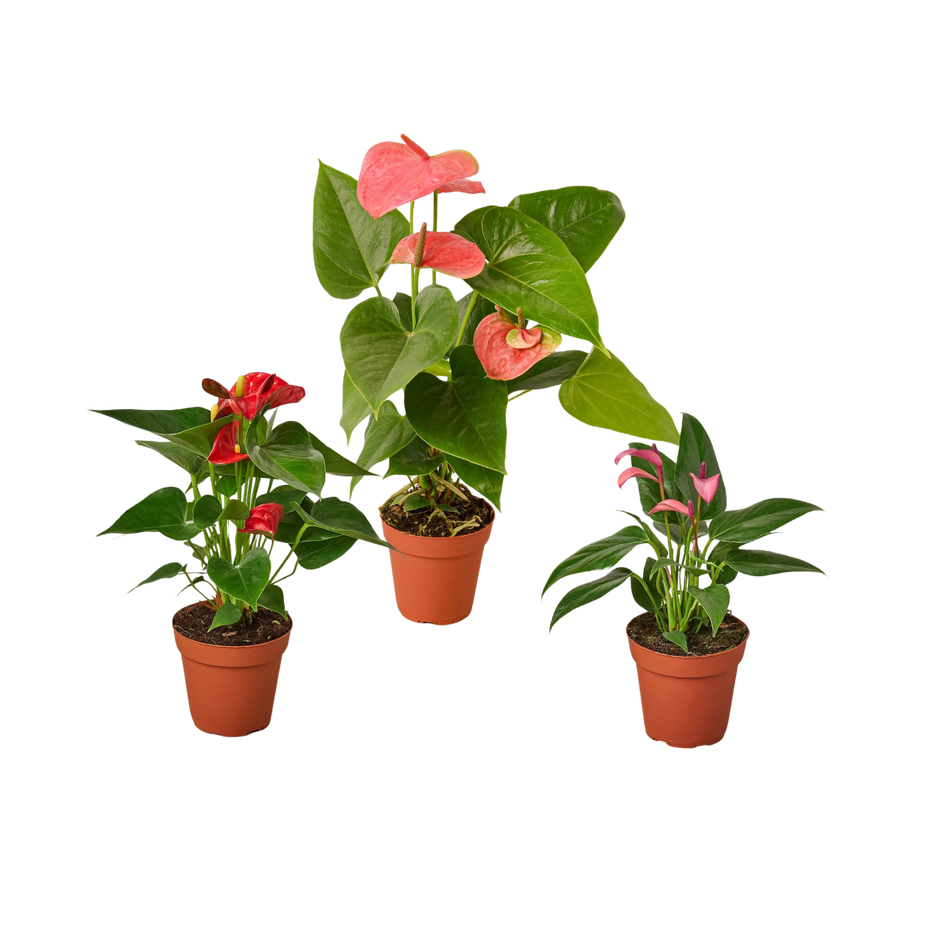 3 Anthurium Variety Pack- All Different Colors - 4