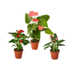 3 Anthurium Variety Pack- All Different Colors - 4