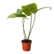 Anthurium 'Veitchii'
