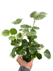 Aralia 'Balfouriana'