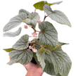 Begonia 'Frosty'