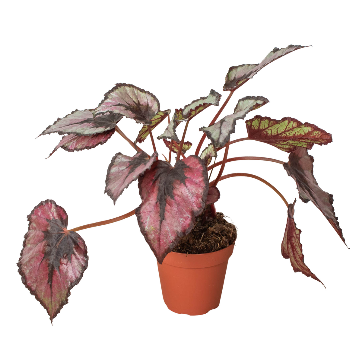 Begonia 'Rex' - 4