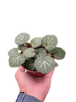 Begonia 'Strawberry'