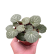 Begonia 'Strawberry'