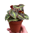 Begonia 'Striped'
