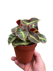 Begonia 'Striped'