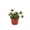Begonia Tiger Paws - 4
