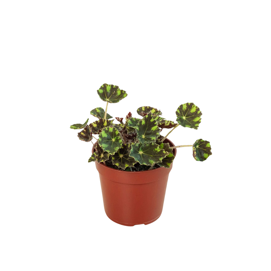 Begonia Tiger Paws - 4