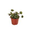 Begonia Tiger Paws - 4