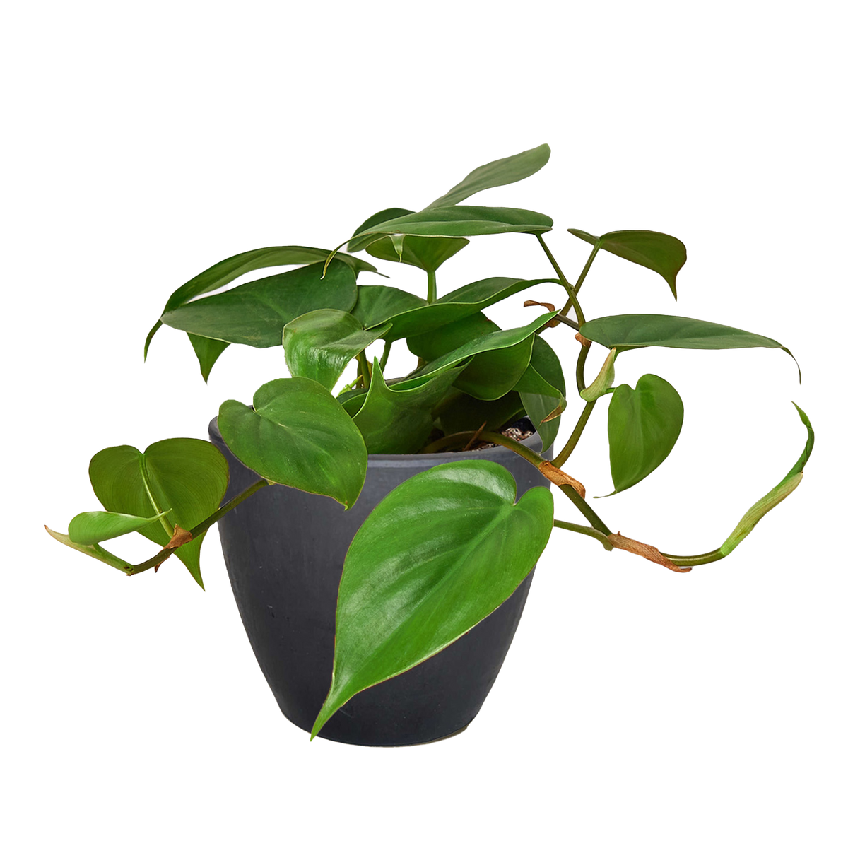 Philodendron Cordatum Heartleaf | Easy Care Climbing Houseplant | House Plant Shop