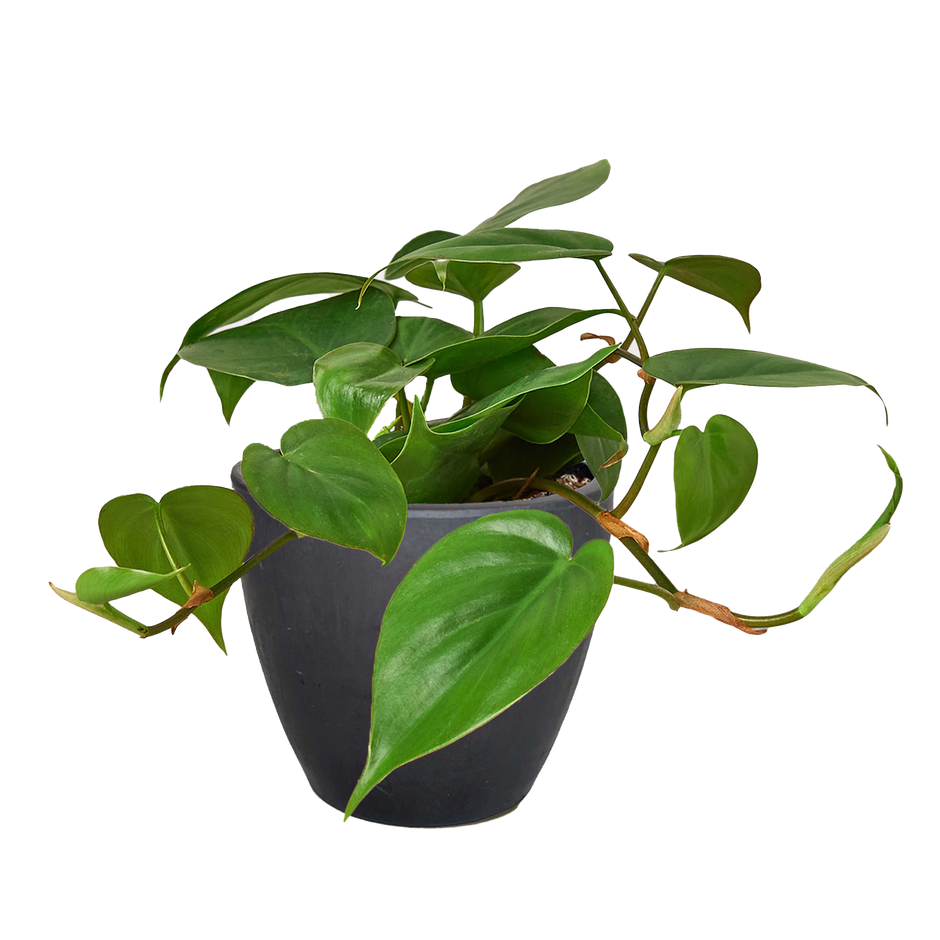 Philodendron Cordatum Heartleaf | Easy Care Climbing Houseplant | House Plant Shop