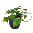 Philodendron Cordatum Heartleaf | Easy Care Climbing Houseplant | House Plant Shop