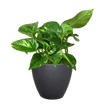 Pothos 'Golden'