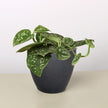 Pothos 'Satin'
