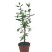 Bonsai Bald Cypress