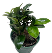Bonsai Ficus Compacta