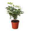 Bonsai Schefflera Arboricola